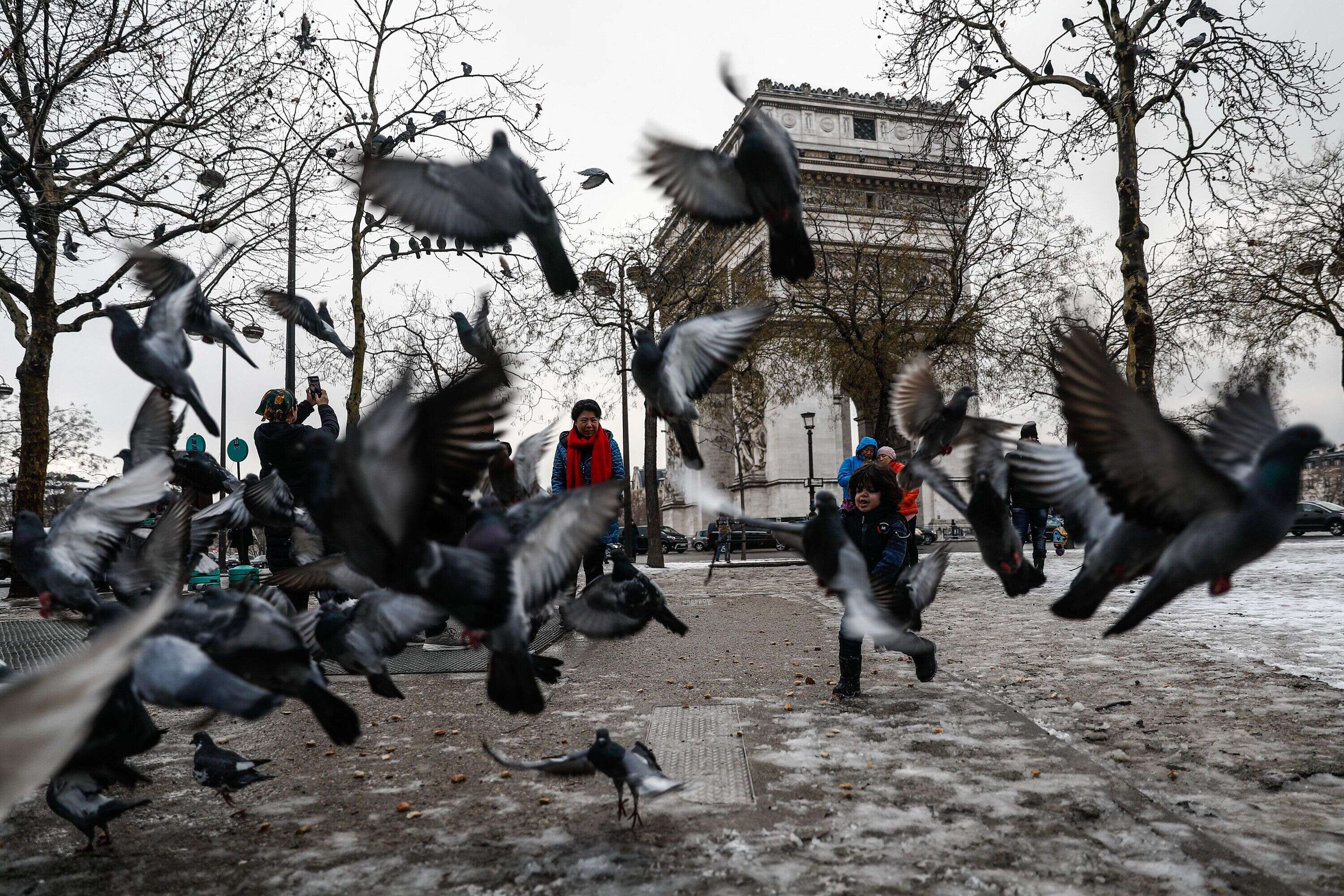 La population des pigeons de Paris est estimée entre 80 et 100 000 individus (1 pigeon pour 25 habitants).