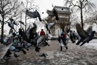 À Paris, les pigeons perdent leurs pattes à cause des coiffeurs (entre autres)