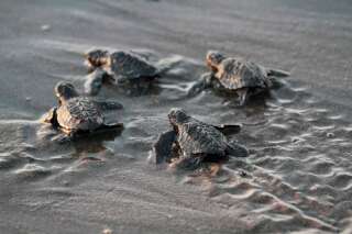 À cause du réchauffement climatique, ces bébés tortues australiennes sont à 99% des femelles