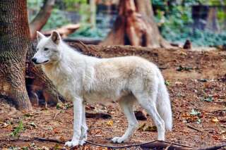 À cinq jours du Salon de l'Agriculture, le gouvernement annonce qu'au moins 40 loups seront abattus en France en 2018