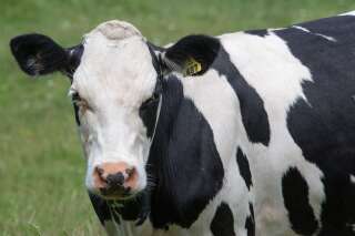 La Nouvelle-Zélande veut taxer les rots des vaches pour limiter les émissions de gaz à effet de serre