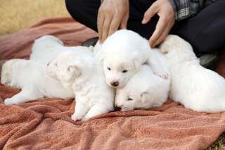 Ces petits de chiens offerts par Kim Jong Un sont un symbole du rapprochement des Corées