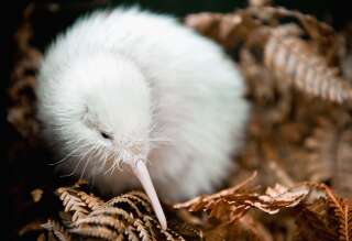 Ce rare kiwi blanc est né à Wellington en Nouvelle-Zélande en 2011.