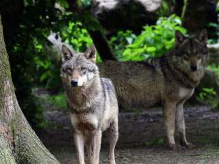 Le zoo des Trois Vallées dans le Tarn a été fermé après la fuite de loups, 4 animaux abattus