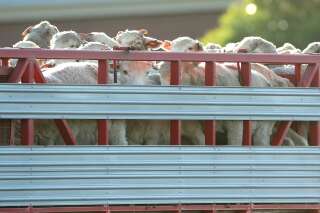Le blocage du Canal de Suez coince aussi 130.000 moutons vivants (photo d'illustration du 16 juin 2020 à Fremantle en Australie)