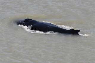 En Australie, des baleines à bosse égarées dans une rivière infestée de crocodiles