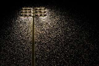 (AUSTRALIA OUT) Thousands of moths swarm around flood lights at the Newcastle United Jets home game at Energy Australia Stadium in Newcastle, 1 October 2005. NCH NEWS Picture by SIMONE DE PEAK (Photo by Fairfax Media via Getty Images via Getty Images)