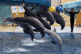 Marineland ne veut vraiment pas arrêter la reproduction de dauphins en captivité