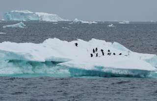 Penguins are seen on an iceberg as scientists investigate the impact of climate change on Antarctica's penguin colonies, on the northern side of the Antarctic peninsula, Antarctica January 15, 2022. Picture taken January 15, 2022. REUTERS/Natalie Thomas