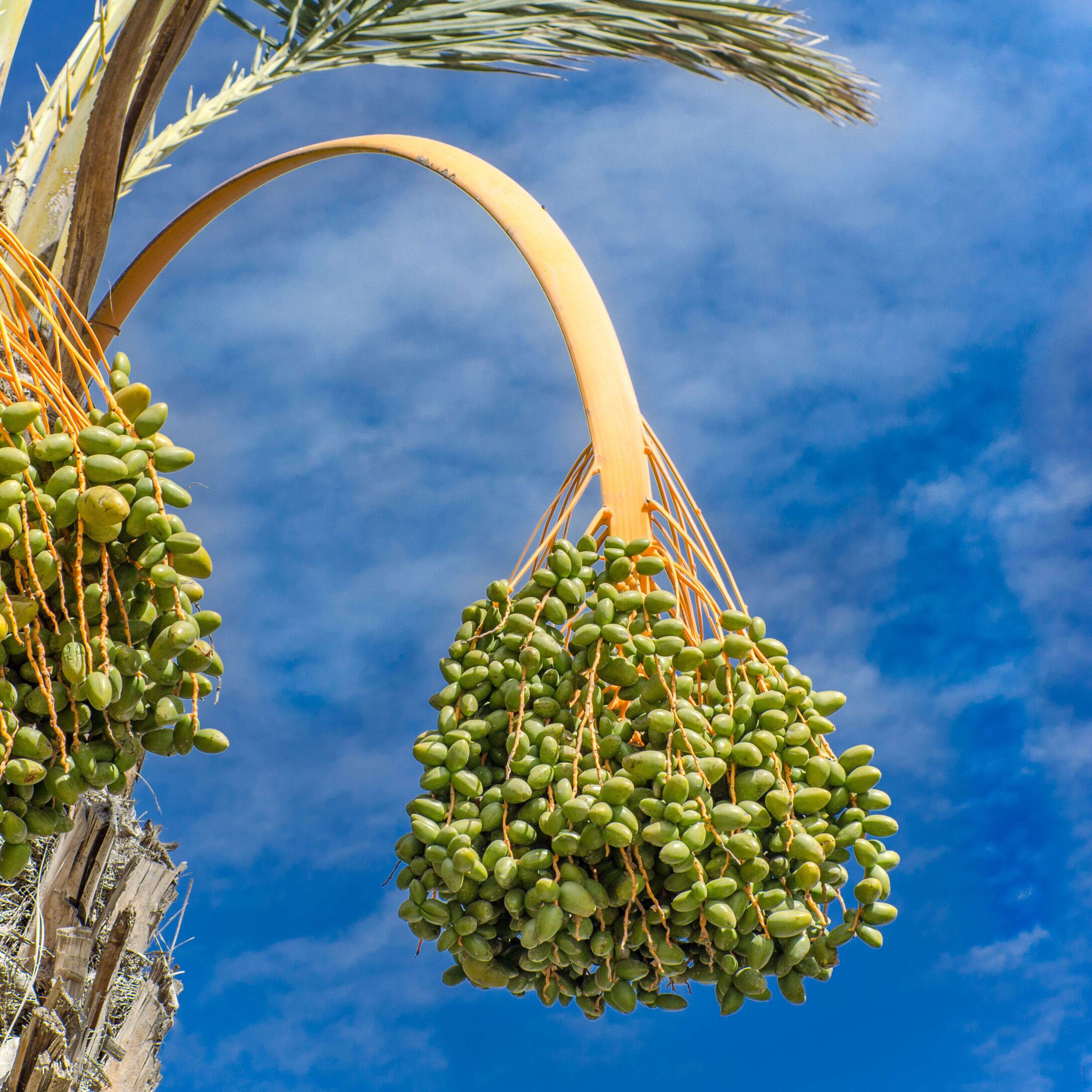 De nos jours, les dattes sont principalement cultivées au Moyen-Orient et au Maghreb.