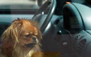 Quelques conseils à suivre si vous voyez un animal en détresse enfermé dans une voiture en plein soleil.