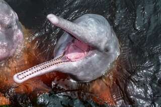 Les dauphins roses d'Amazonie contaminés au mercure