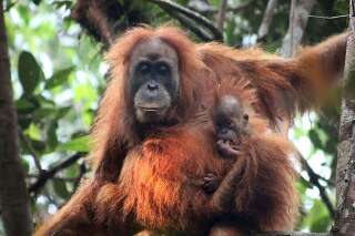 Une nouvelle espèce d'orang-outan découverte en Indonésie