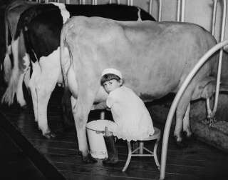 En 1936, la jeune Vera apprend à traire les vaches. En France, elle aurait sans doute fait partie des marcaires, ces trayeurs professionnels.
