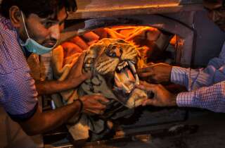 Un représentant de l’État tient une peau de tigre qu’il s’apprête à brûler avec d’autres trophées illégaux au zoo de New Delhi, le 2 novembre 2014. Une pile de peaux de tigres, de défenses d’éléphants, de cornes de rhinocéros et d’autres restes d’animaux menacés a ainsi été détruite pour décourager le braconnage d’espèces protégées.