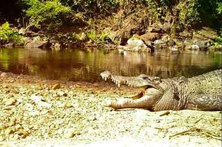 Thaïlande: un crocodile du Siam, en voie d'extinction, aperçu dans un parc