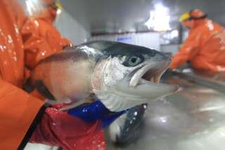 Le Chili craint une crise environnementale après que 700.000 saumons traités aux antibiotiques se sont échappés