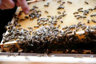 L'équilibre de notre planète, nous le devons aussi aux abeilles