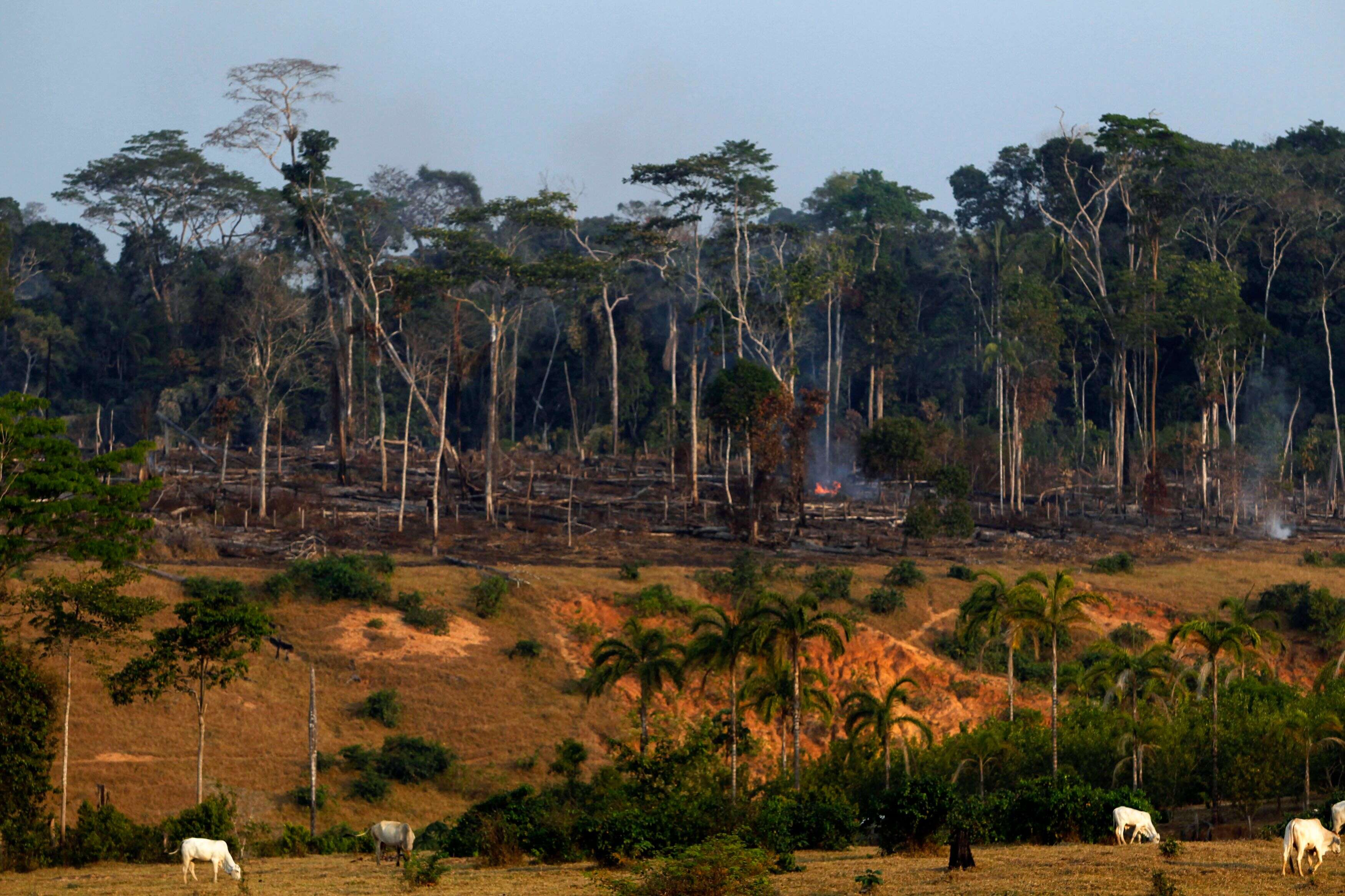 Les deux tiers de la faune sauvage ont disparu en 50 ans à cause de l'activité humaine selon WWF (photo d'illustration, une forêt en pleine déforestation au Pérou dans la région de l'Amazon. REUTERS/Mariana Bazo)