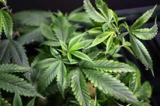 L'usage récréatif du cannabis est désormais légal en Californie