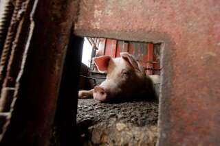 L'association opposée à l'élevage intensif L214 a dévoilé les images d'un abattoir porcin de l'Allier qui ont fait polémique. Au point que la marque Herta a décidé de suspendre son approvisionnement (photo d'illustration prise en avril 2011 à Cuba).