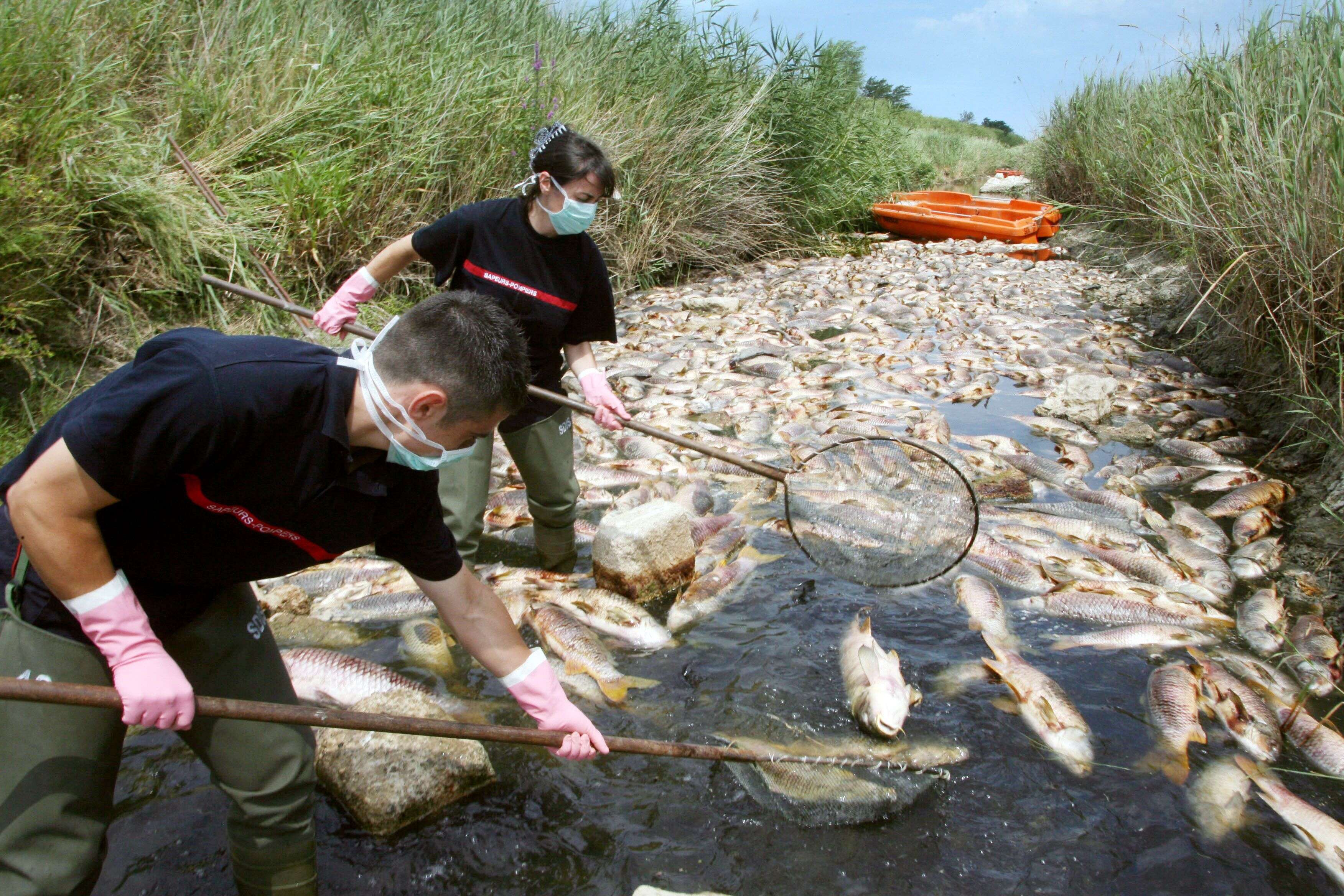 Des pompiers ramassent des poissons morts ale 06 juillet 2008 dans la rivière Agly sur la commune de Saint-Laurent de la Salanque. Image d'illustration.