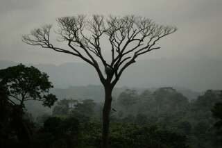 Près de 9000 espèces d'arbres sont encore inconnues selon une étude