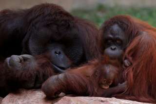 Un Tinder pour orangs-outans testé aux Pays-Bas