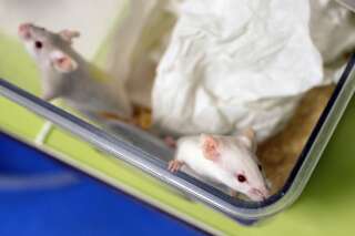 Photo prise le 23 janvier 2014 montrant des souris dans une boîte au CERMEP à Bron, près de Lyon.