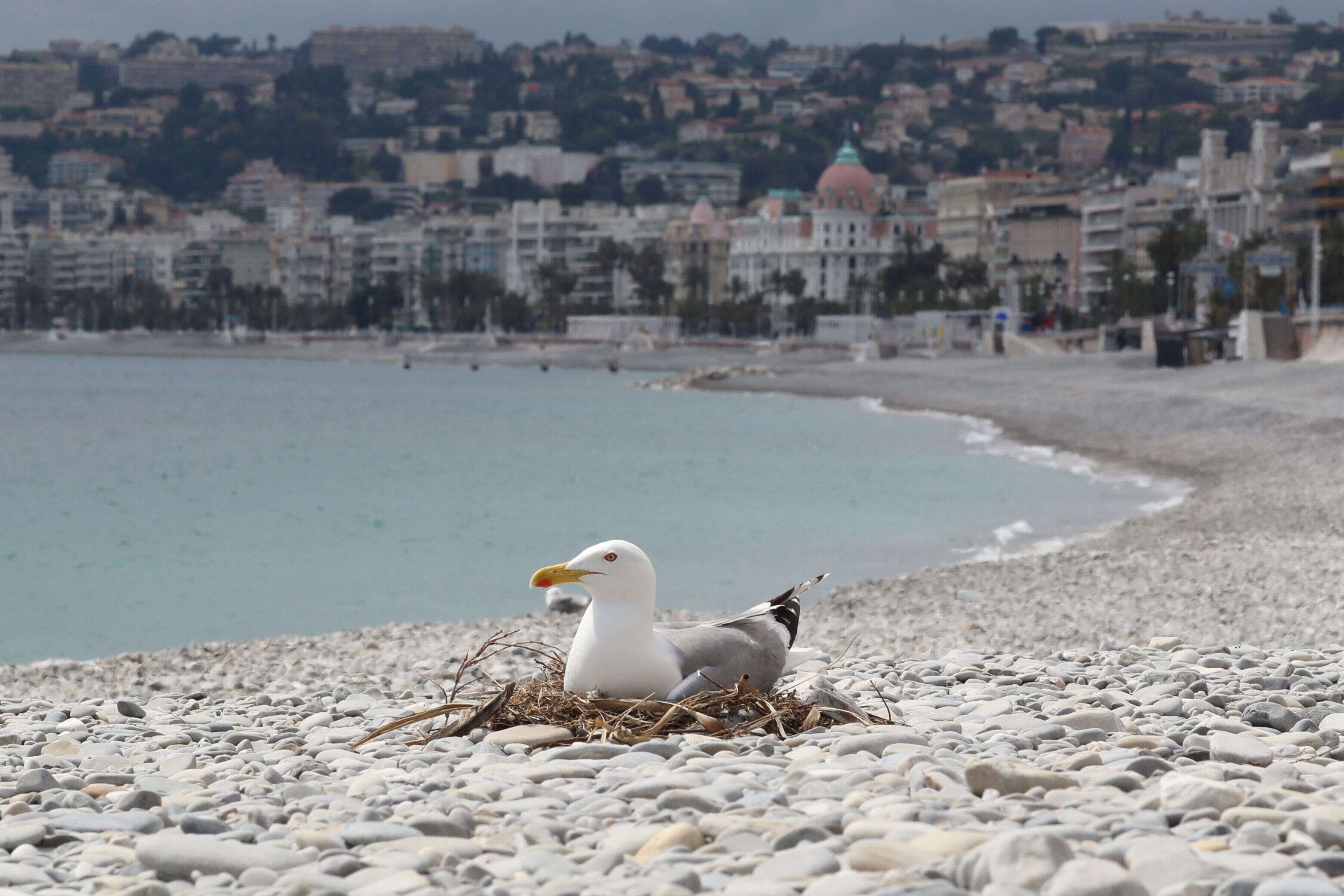 La plage déserte à Nice, le 27 avril 2020.