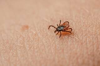 14% de la population mondiale a déjà souffert de la maladie de Lyme, qui survient suite à une piqûre de tique infectée à la bactérie Borrelia.