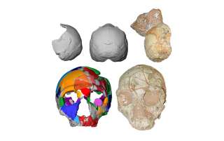 En haut, les fragments de crâne Apidima 1 (Homo sapiens) et sa reconstruction. En dessous, le crâne Apidima 2 (Néandertal) et sa reconstruction