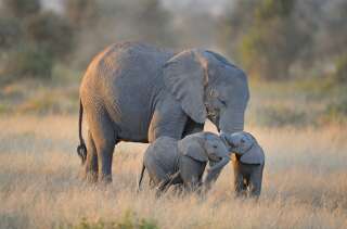 Two elephant twins with adult elephant, Amboseli National Park, Kenya