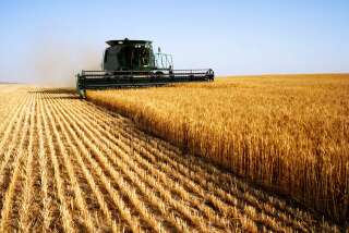 Quatrième exportateur de blé au monde, l'Argentine veut vendre une variété génétiquement modifiée de blé rendu tolérant à la sécheresse (image d'illustration).
