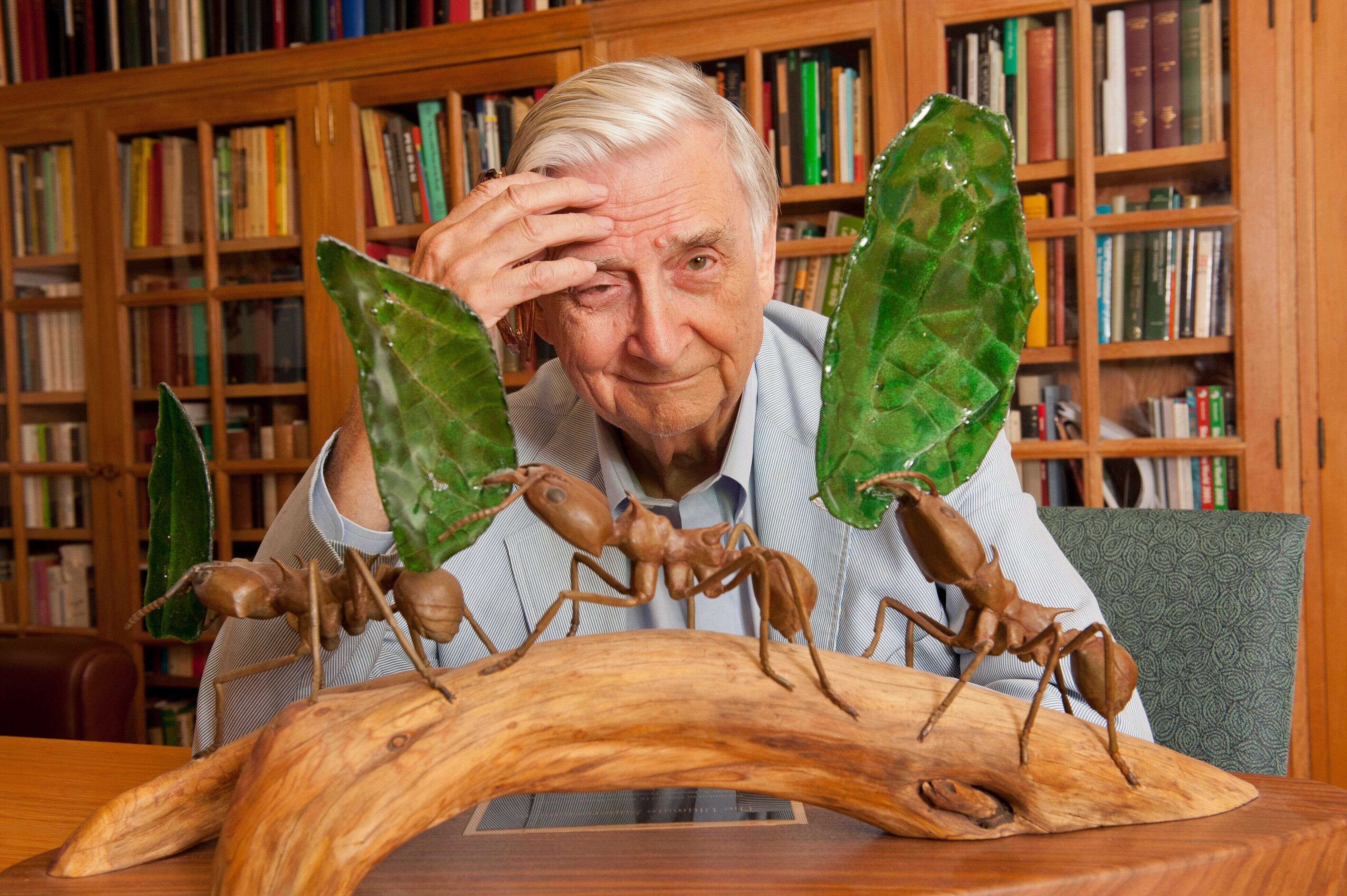 Le professeur E.O. Wilson, à son bureau de Harvard devant une sculpture représentant ﻿des fourmis, titre de l'un de ses ouvrages récompensés par un prix Pulitzer<i>.</i>