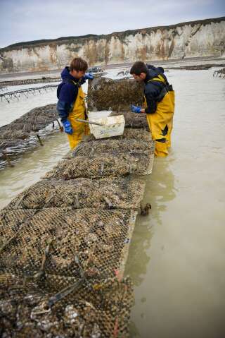 Oysters from Veules-les-Roses (Normandy, northern France), on the 'Cote d'Albatre' (Norman coast). Oyster farmers in the middle of oyster beds. (Photo by: Andia/Universal Images Group via Getty Images)