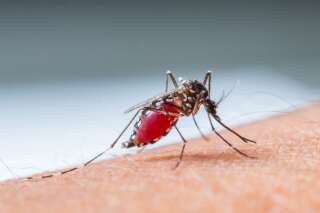 Dengue: un bébé de six mois meurt de la maladie en Nouvelle-Calédonie