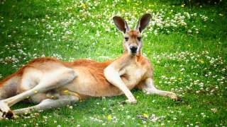 L'étude sur les kangourous a été menée par des chercheurs de l'Université de Sydney et de Roehampton , à Londres.