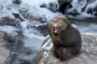 Si les singes parlaient, voici à quoi ressemblerait leur voix (heureusement ils ne parlent pas)