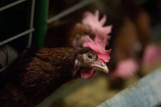 L'élevage et la vente d'oeufs en cage interdits en Californie