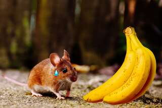 Les souris mâles n'apprécient vraiment pas l'acétate de pentyle, qui donne son odeur à la banane.