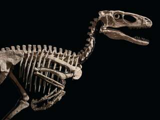 Ce squelette de Deinonychus baptisé 