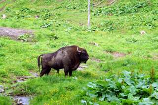 Les 19 bisons qui divaguaient près de Megève ont été abattus