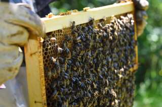 La récolte de miel ne va pas être du niveau des saisons précédentes.