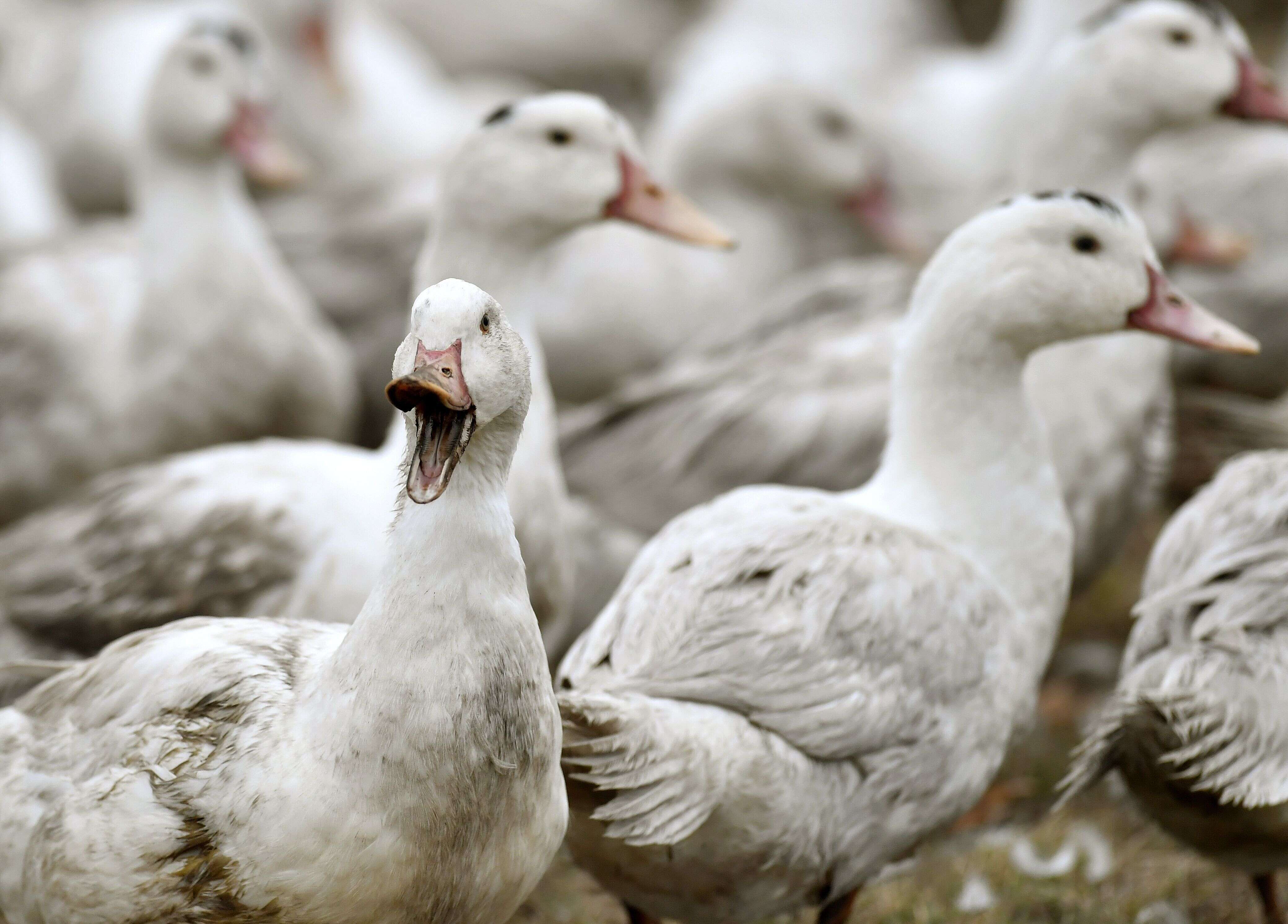 Un élevage de canards à Bourriot-Bergonce le 22 Février 2017 en pleine crise de grippe aviaire dans la région(Photo credit should read GEORGES GOBET/AFP via Getty Images)
