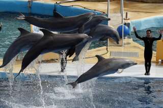 Royal publie un arrêté de dernière minute, qui conduira à la fin de la captivité des dauphins