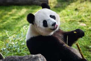 Huan Huan, femelle panda du zoo de Beauval, à nouveau enceinte