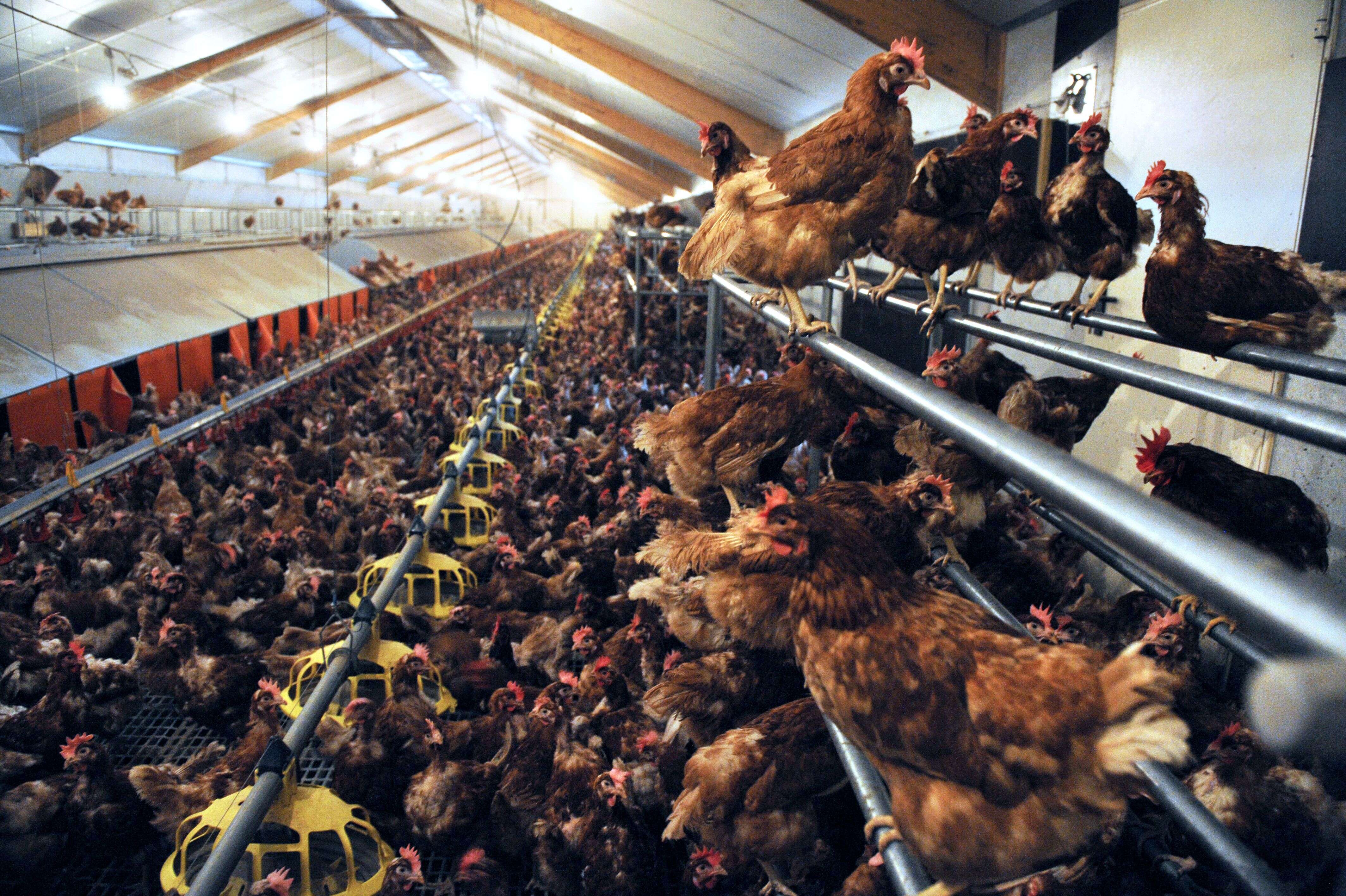 Un élevage intensif de poules à Louannec dans l'ouest de la France, le 27 août 2013.
