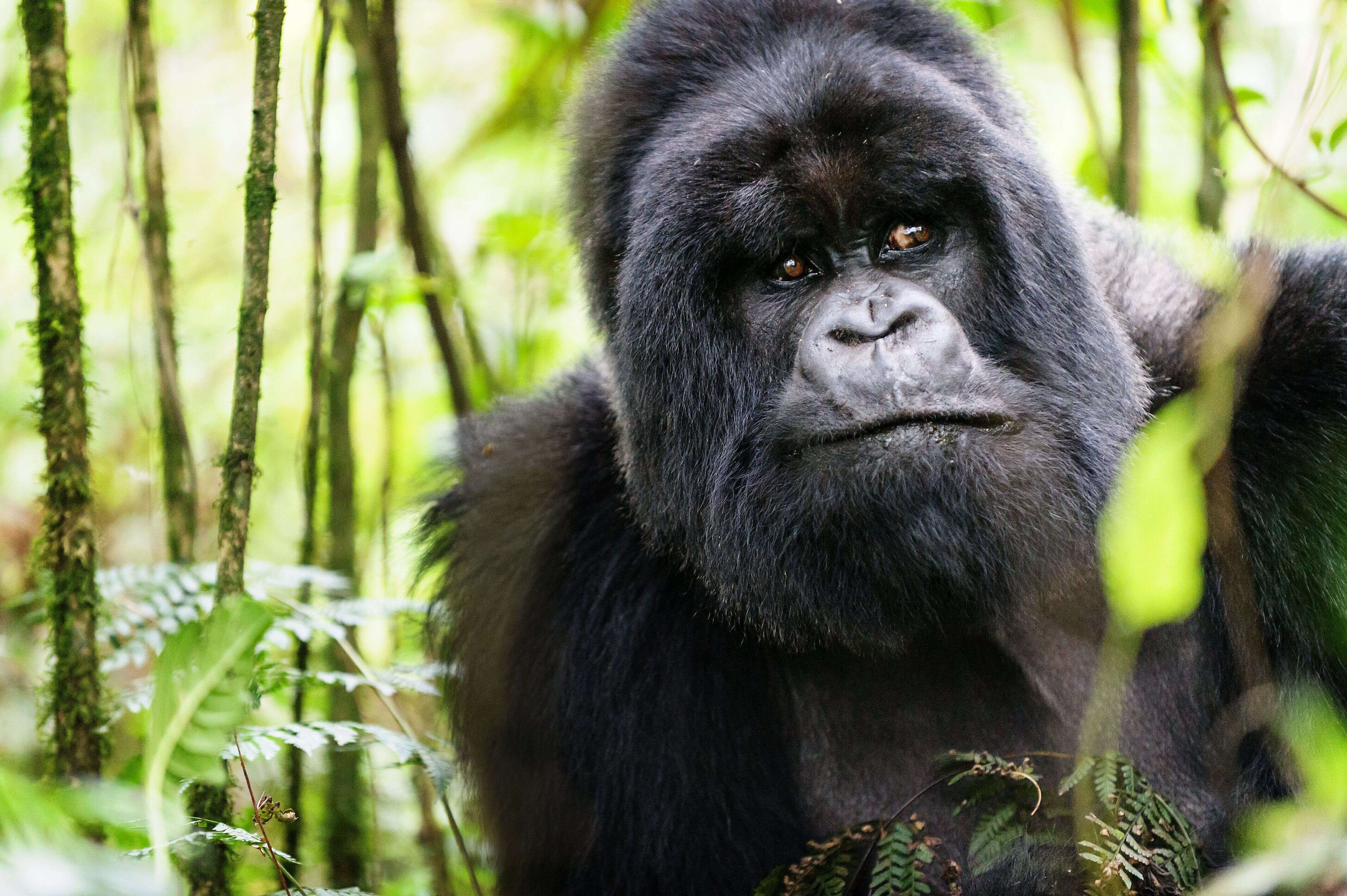 Très proches génétiquement de l'homme, les gorilles peuvent également contracter le coronavirus.