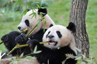 Les pandas Huan-Huan et Yuan-Zi au zoo de Beauval le 18 février 2012.